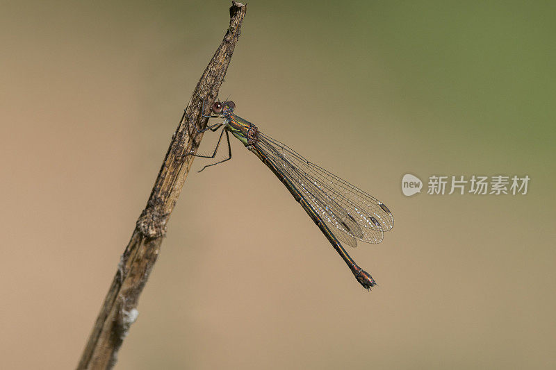 翠绿豆娘(Chalcolestes viridis)